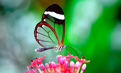 Уникальная стеклянная бабочка в PNG формате