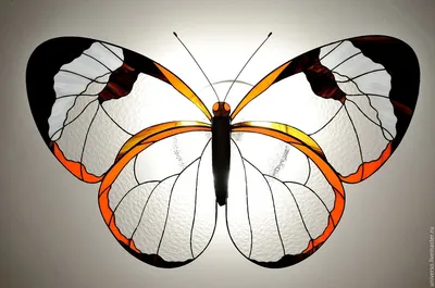 Удивительная стеклянная бабочка - картинка для скачивания