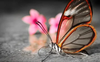 Фотка стеклянной бабочки с яркими цветами