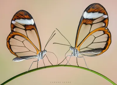 Грациозная стеклянная бабочка - фотография высочайшего качества