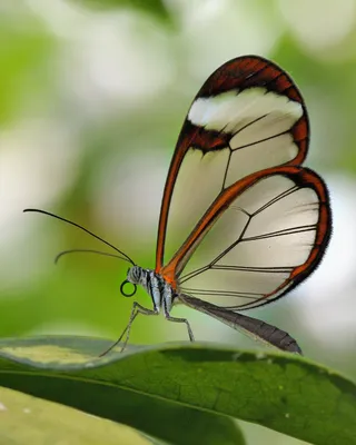 Уникальный снимок стеклянной бабочки - фото высокого разрешения