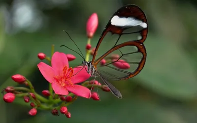 Фотография стеклянной бабочки для использования в дизайне