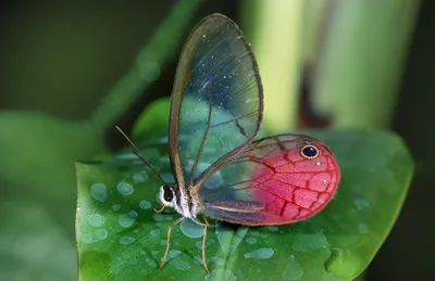 Фото стеклянной бабочки с ярким световым эффектом