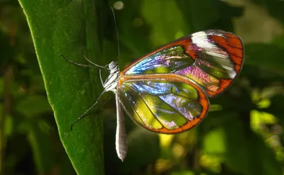 Изображение стеклянной бабочки для декорации