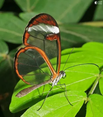 Красочная стеклянная бабочка - фото в формате JPG