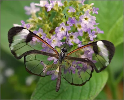 Реалистичное изображение стеклянной бабочки для скачивания