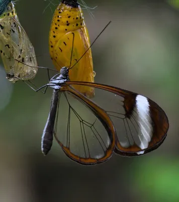 Фотография стеклянной бабочки для использования в искусстве