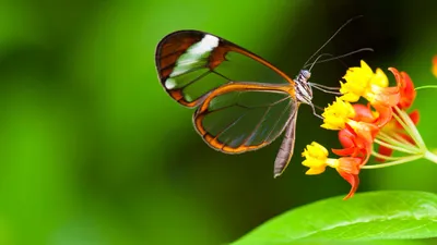 Уникальный снимок стеклянной бабочки в формате WebP