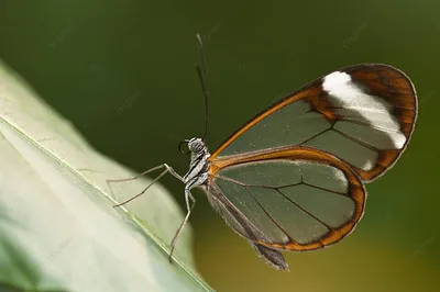 Фото стеклянной бабочки с прозрачными крыльями