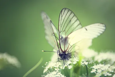 Фотография стеклянной бабочки в высоком разрешении