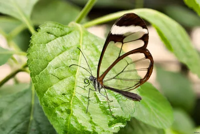 Фотка стеклянной бабочки с эффектом плавления