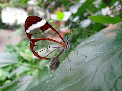 Изображение стеклянной бабочки для использования в коллаже