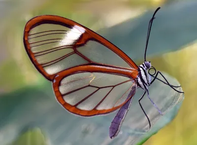 Пленительная стеклянная бабочка - фотография высокого качества