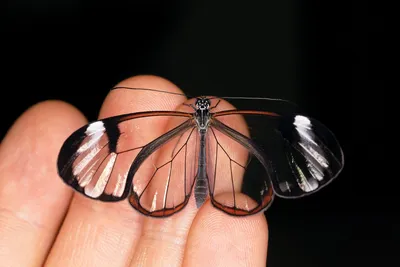Изображение стеклянной бабочки для скачивания в WebP формате