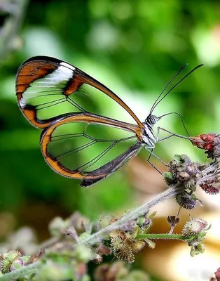 Фотография стеклянной бабочки для использования в постере