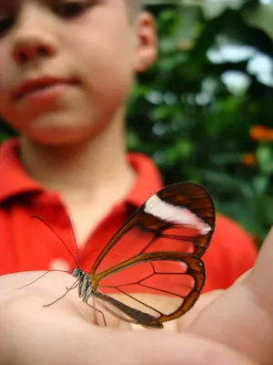 Уникальный снимок стеклянной бабочки в формате PNG