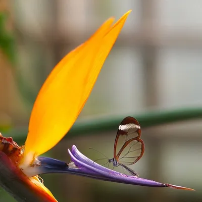 Фотка стеклянной бабочки с объемными крыльями