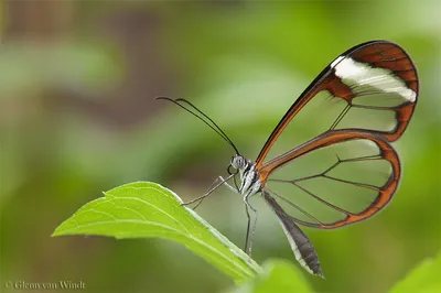 Впечатляющая стеклянная бабочка на фото