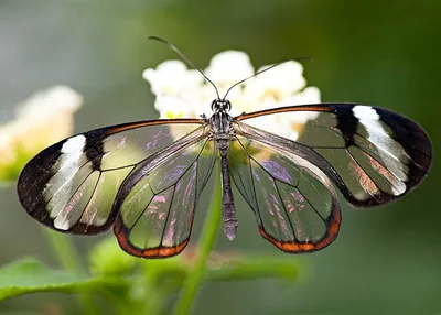 Фотка стеклянной бабочки с преобразовывающимися цветами