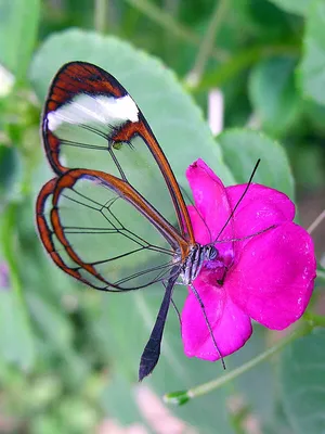 Фото стеклянной бабочки с эффектом зеркального отражения