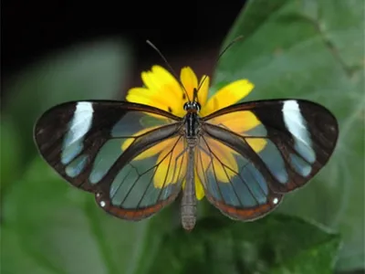 Изображение стеклянной бабочки с потрясающими деталями
