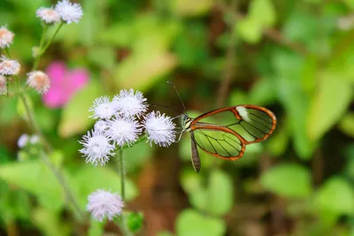 Изображение стеклянной бабочки для использования в иллюстрациях