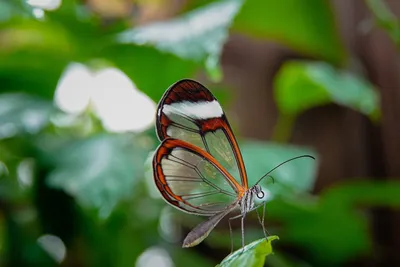 Фотография стеклянной бабочки для использования в рекламной брошюре