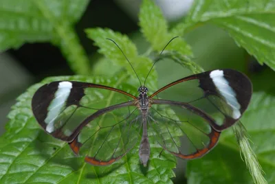 Графическое изображение стеклянной бабочки для использования в журнальной статье