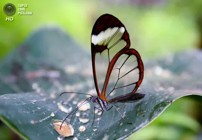 Красивое фото стеклянной бабочки