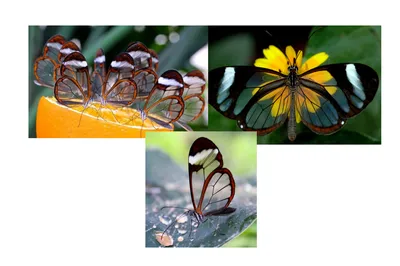 Фото стеклянной бабочки с эффектом преломления