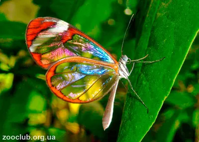 Изображение стеклянной бабочки для использования на обложке книги