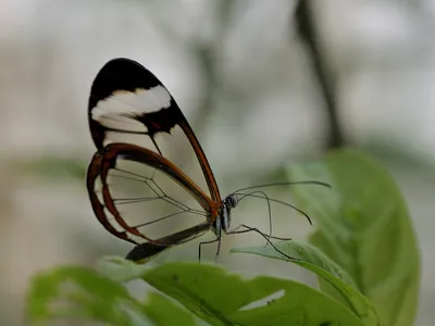 Фотография стеклянной бабочки для использования в рекламном баннере