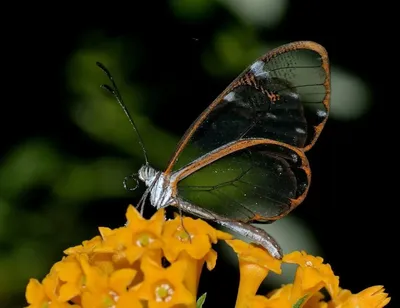 Фото стеклянной бабочки на фоне заснеженного леса