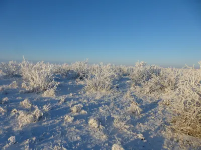 Зимний пейзаж степи: Фото в WebP для сохранения