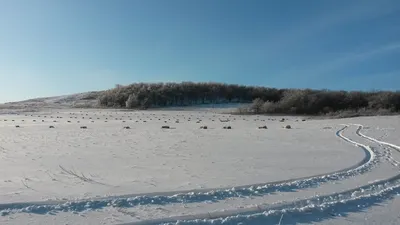 Бескрайние просторы зимней степи: Фотка в высоком разрешении