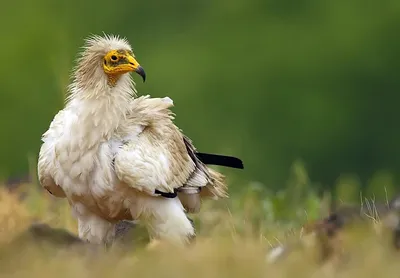 Фотографии стервятника во время охоты