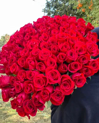 [38+] Сто одна роза фото