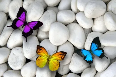 Картинка стола с бабочками на странице: индивидуальный выбор изображений