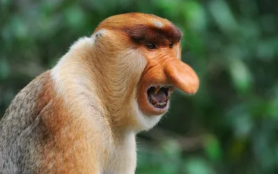 Страшная обезьяна: Узнай больше в удивительных фото!