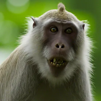 Фотообои Страшной обезьяны: Создай атмосферу ужаса!