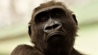 Фотографии Страшной обезьяны: Бесплатные обои для твоего экрана!