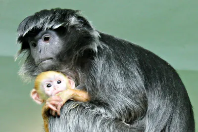 Фото страшной обезьяны в webp формате