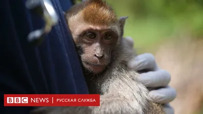 HD обои с устрашающей обезьяной: 2024 год