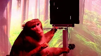 Фото на айфон с устрашающей обезьяной