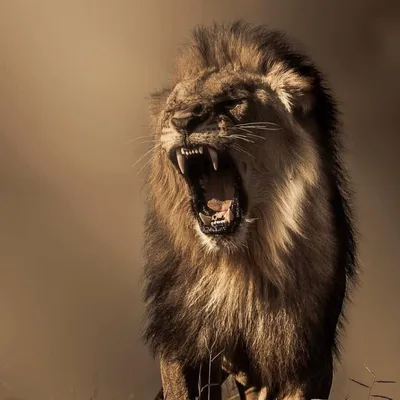 Страшный Лев  фото