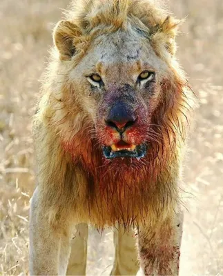 Ужаснутое изображение Страшного Льва