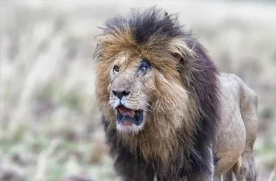 Фото Страшного Льва: ужас в деталях