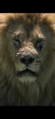 Фотография Льва, которая вас напугает