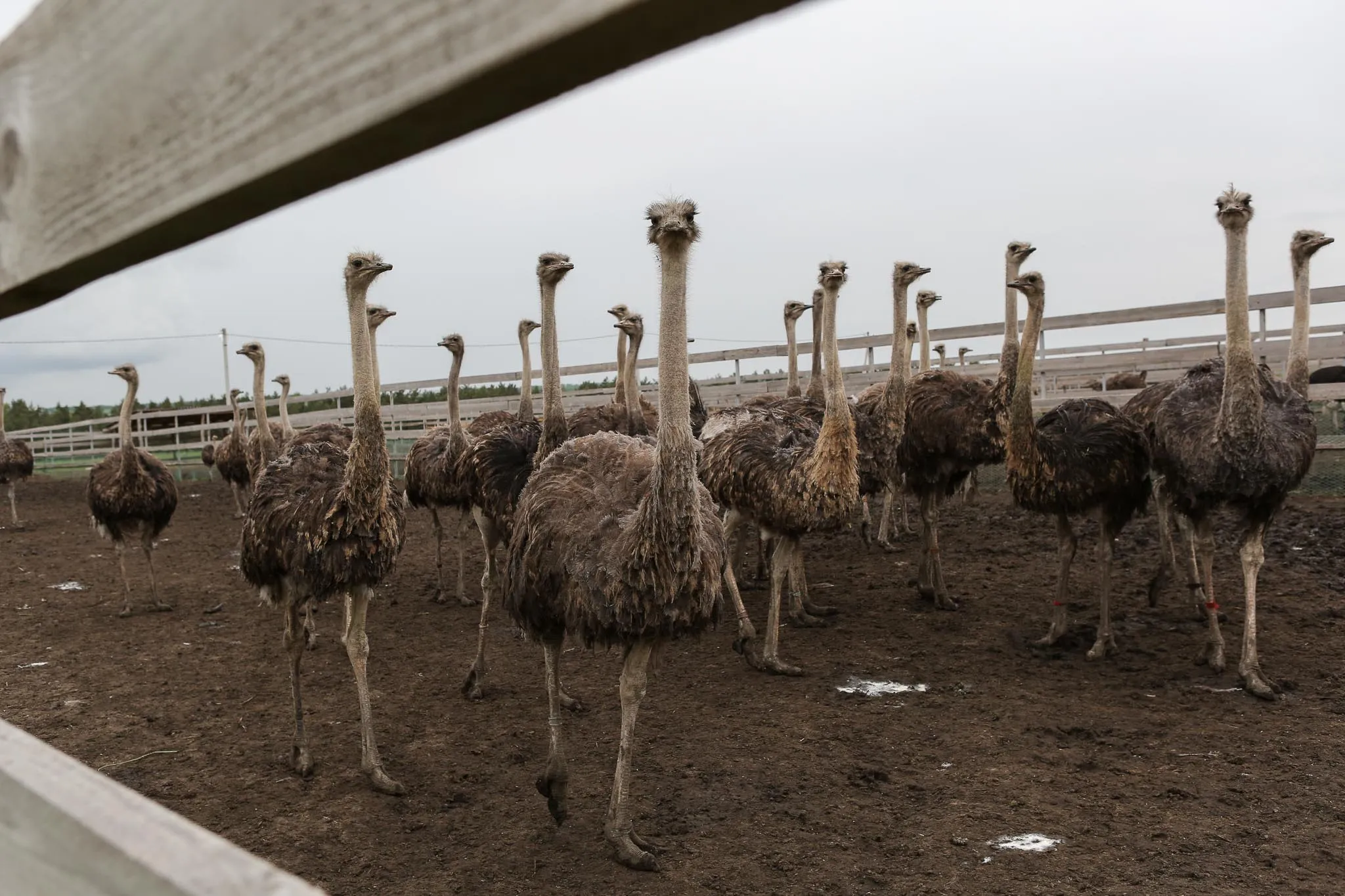 Фермы по разведению страусов