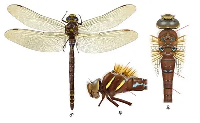 Фото Стрекозы: скачать бесплатно в HD качестве